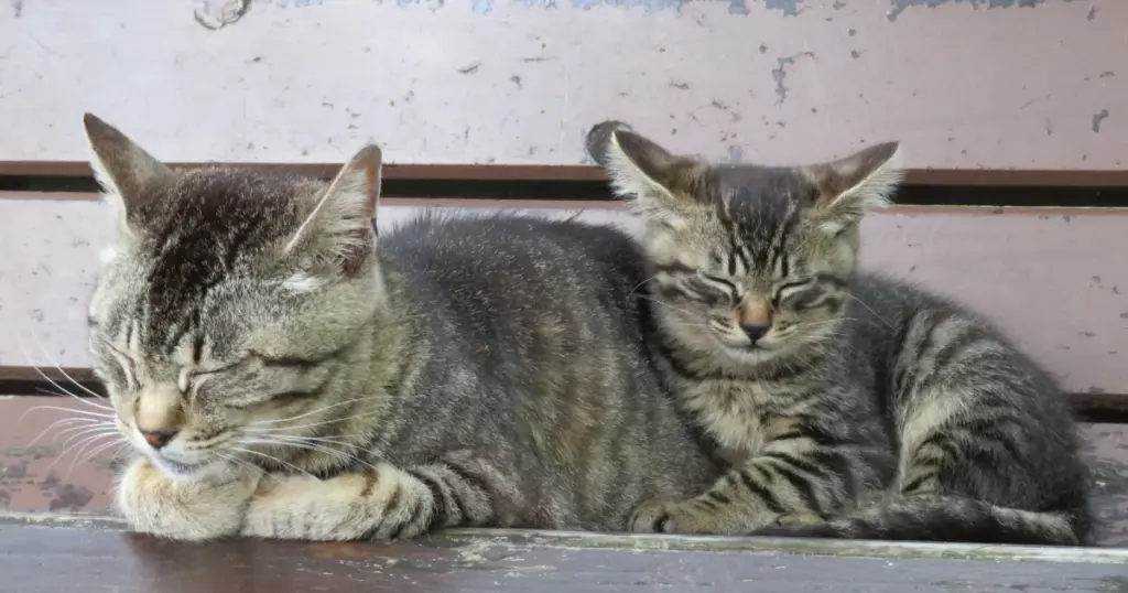 猫の親子